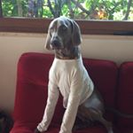 Profile Picture of Lisa❤️🐱🐶 (@lisa.buffoli) on Instagram