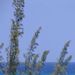Profile Picture of Lisa Morse Lauterman (@LLMLauterman) on Pinterest