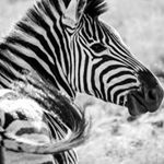 Profile Picture of Daniel Nehls (@daniel.nehls) on Instagram