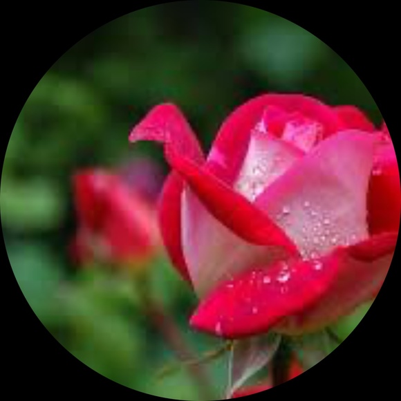 Profile Picture of Morgan Lowe (@morgan6600) on Poshmark