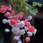 Tajmin Setu - Facebook Profile Picture of Tajmin Setu (@tajmin.setu) on Facebook