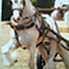 Profile Picture of thomas franklin (@franklinhorses) on Flickr