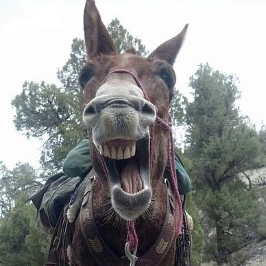 Profile Picture of Vera Coking (@smell_my_mule) on Twitter