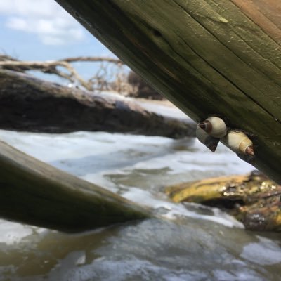 Profile Picture of Jennifer Dunstan (@momma_virago) on Twitter