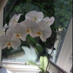 Profile Picture of Lisa Proctor (@liamkeatonruby) on Instagram