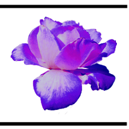 Rosie Stevenson - Twitter Profile Picture of Rosie Stevenson (@bluerosephoto1) on Twitter