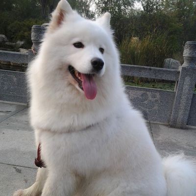 Profile Picture of Wei Cui (@WINNIE_1226) on Twitter