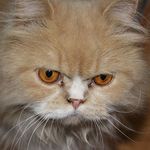 Profile Picture of Gaston Julia Bianchi (@gastonjuliabianchi) on Instagram