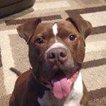 Profile Picture of Rex Fetzer (@rex_rambo_pit) on Instagram