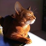 Profile Picture of Abyssian-Vasiliy (@abyssianvasiliy) on Instagram