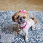 Profile Picture of Danielle Wozniak (@dwozy99) on Instagram