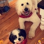 Profile Picture of Elvis & Cooper (@elvis_cooper_brothers) on Instagram