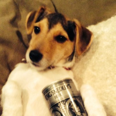 Profile Picture of Andrew Dalgliesh (@therealdogleash) on Twitter