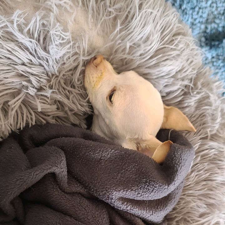 Profile Picture of jose berrospe (@sahuayo72) on Tiktok