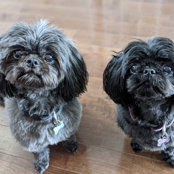 Profile Picture of Graziana Gargano (@gg_2) on Poshmark