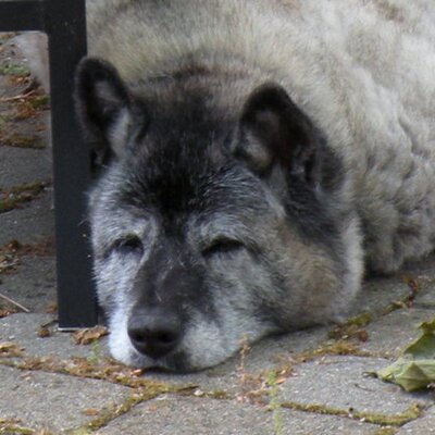 Profile Picture of Dave's Scale (@dave_scale) on Twitter