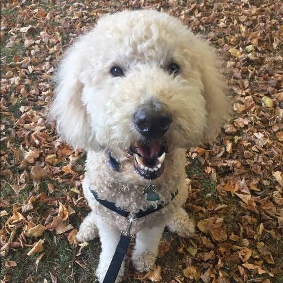 Profile Picture of Erica Koscher (@blondeoptimist) on Poshmark