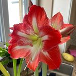 Amber Larson - Instagram Profile Picture of Amber Larson (@amberlarson9268) on Instagram