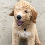 Profile Picture of Farrah P. Johnson (@farrah__pawcett) on Instagram