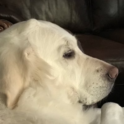 Profile Picture of David Hinkes (@DavidHinkes) on Twitter