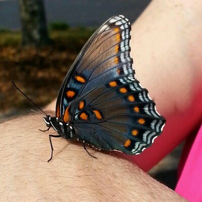 Profile Picture of Danielle Seiple (@DanielleSeiple) on Twitter