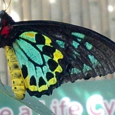 Profile Picture of Maureen Schell (@MaureenSchell) on Twitter