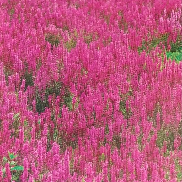 Profile Picture of Mandi Thornton (@mandilut) on Poshmark