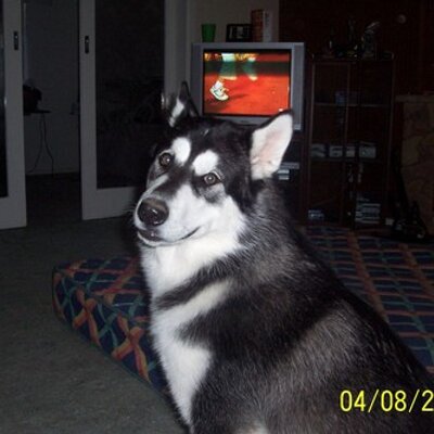 Profile Picture of Peter McPhee (@No424242) on Twitter