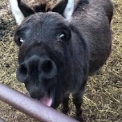 Profile Picture of Jeffery The Donkey Ogden (@jefferythedonkeyogden1303) on Youtube