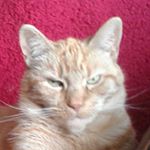 Profile Picture of rodney (@rodney_fellows) on Instagram