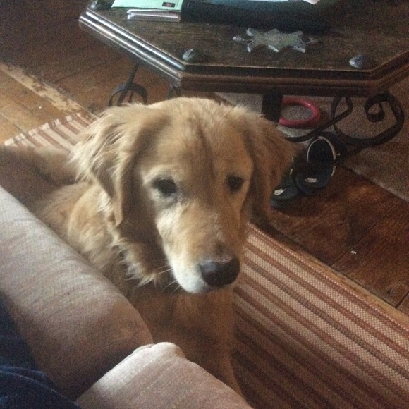 Profile Picture of Melissa Polczynski (@shiekbynight) on Poshmark