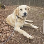 Profile Picture of Đeckey (@_deckey_the_doggie_) on Instagram