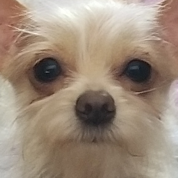 Profile Picture of Natherine Tripodi (@tripnat) on Poshmark