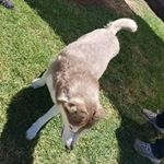 Profile Picture of shayne hinson (@sun_dragon1230) on Instagram