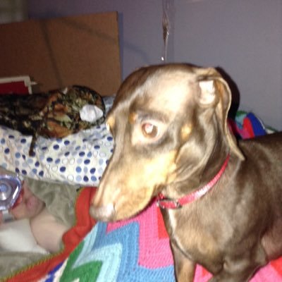 Profile Picture of Christopher Strauss (@ChrisStrauss007) on Twitter