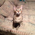 Profile Picture of Maxine Mahon (@maximahon) on Instagram