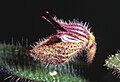 Profile Picture of Dresslerellaon Wikipedia