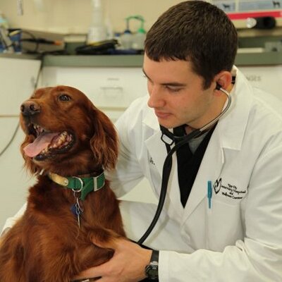 Profile Picture of Nick Mathias (@TheDogDoctor) on Twitter