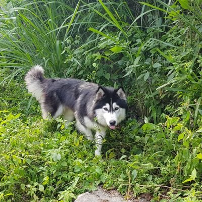 Profile Picture of Joshua Kale (@MiltonMixco) on Twitter