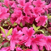 Profile Picture of Vanessa Alcantara 24 (@vanessaalcantara2466) on Youtube