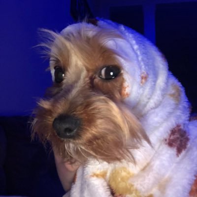 Profile Picture of Nick Moy (@NickMoy9) on Twitter