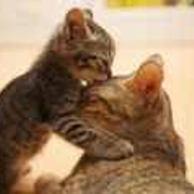 Profile Picture of Samar Ahmed (@SAMARAHMED00) on Twitter