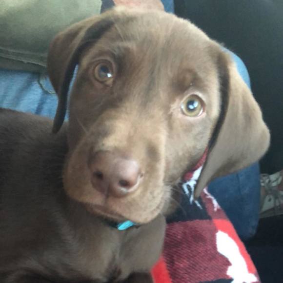 Profile Picture of Gina Lilley (@lexalue) on Poshmark