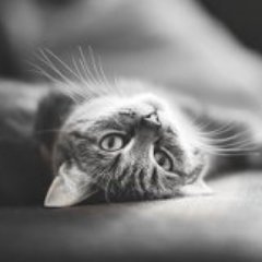 Profile Picture of Robert Valuev (@RobertSilver925) on Twitter