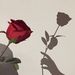 Profile Picture of Alexandra Friedenberger (@alexandrafriedenberger) on Pinterest