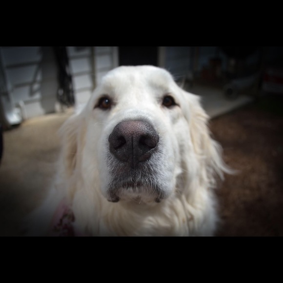 Profile Picture of Janine Pritts (@j17pritts) on Poshmark