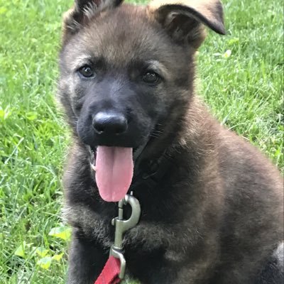 Profile Picture of Nick Rideout (@nickRideout3) on Twitter