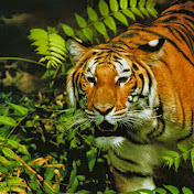 Profile Picture of Istvan Papp (@istvanpapp1781) on Youtube