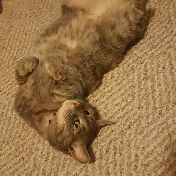 Josie Frank - Poshmark Profile Picture of Josie Frank (@josielib) on Poshmark