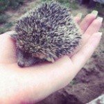 Profile Picture of Ison (@cecil83970lync) on Instagram